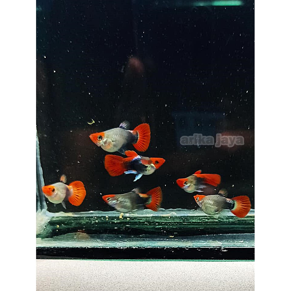 Guppy Tuxedo koi balon untuk mempercantik aquarium dan aquascape murah ecer grosir Cirebon