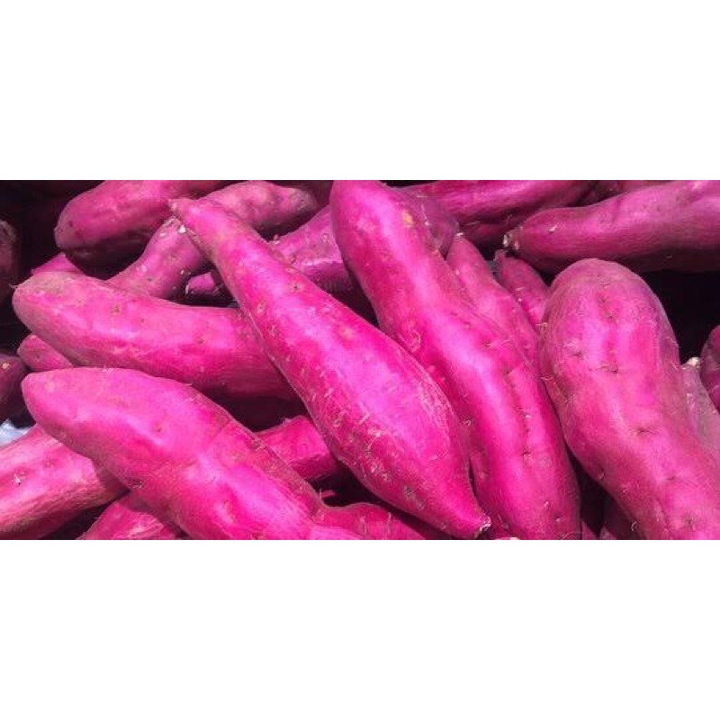 

Ubi Jepang kualitas EXPORT 1 KG