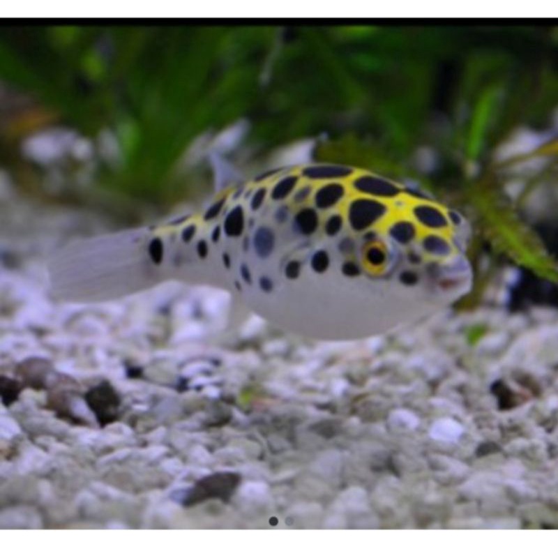ikan hias buntal air tawar