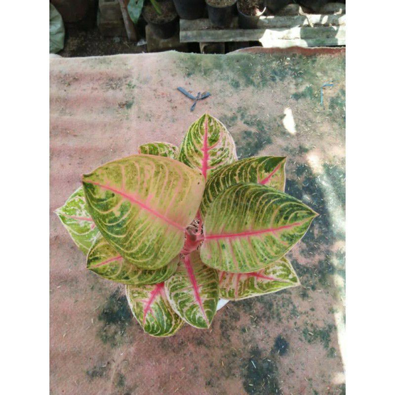 Aglonema Moonlight bibit/anakan