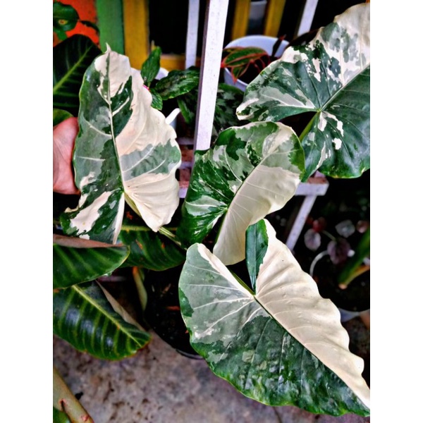 sente varigata Dewasa /alokasia sente varigata /macrorrhiza