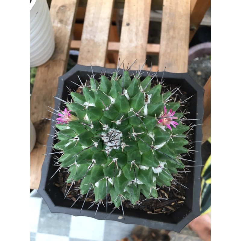 

mamillaria