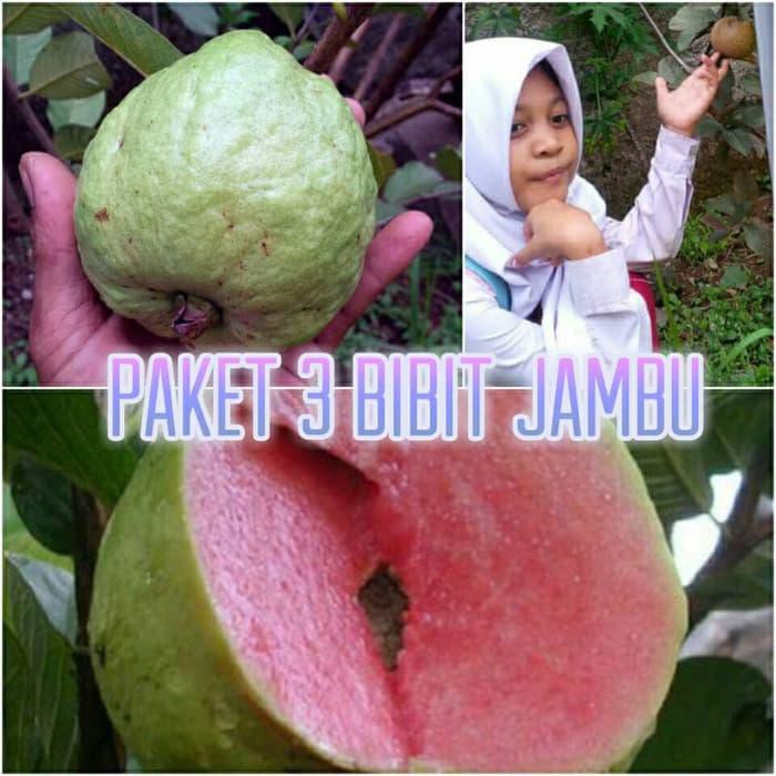 d4n PAKET 3 BIBIT JAMBU , KRISTAL,SUKUN MERAH, AUSTRALI terkini