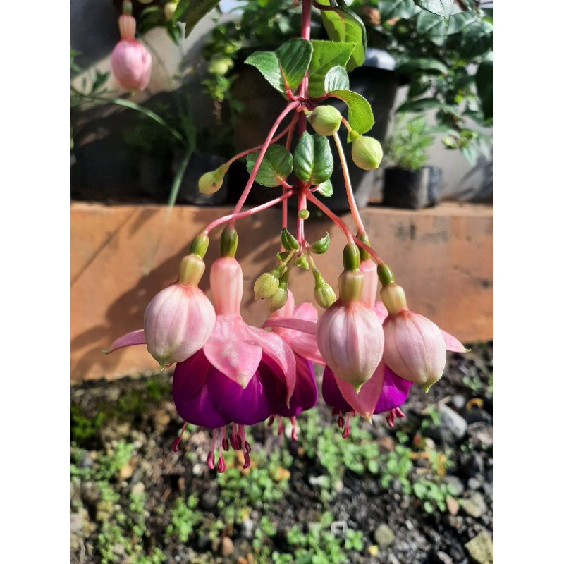 Fuchsia hibrida, Bibit Bunga Fuchsia hibrida, Bunga Anting India, Bunga Lampion-Ungu