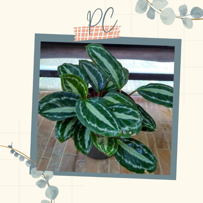 TANAMAN HIAS CALATHEA VEITCHIANA