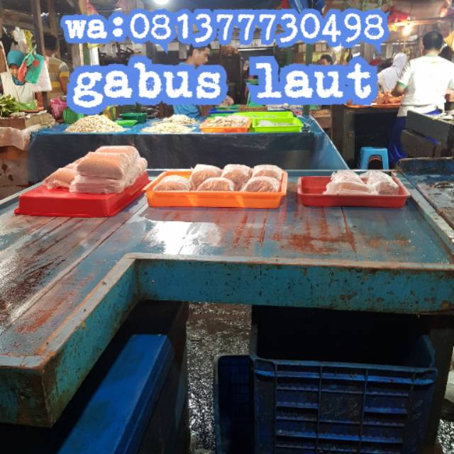 

Ikan giling gabus laut