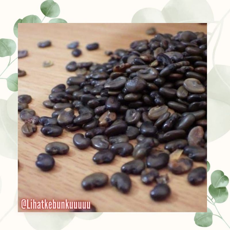 Benih Orok-orok (Crotalaria Juncea) 1000 gr