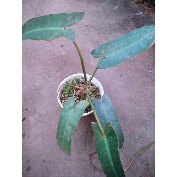 philodendron atabapoense