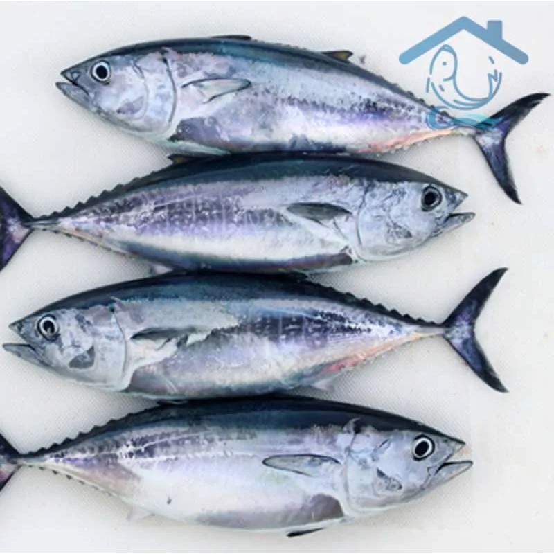 

IKAN BABY TUNA SEGAR FROZEN - 1000gr RUMAH LAUT