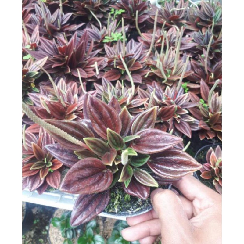 tanaman hias peperomia roso / peperomia impor / roso merah