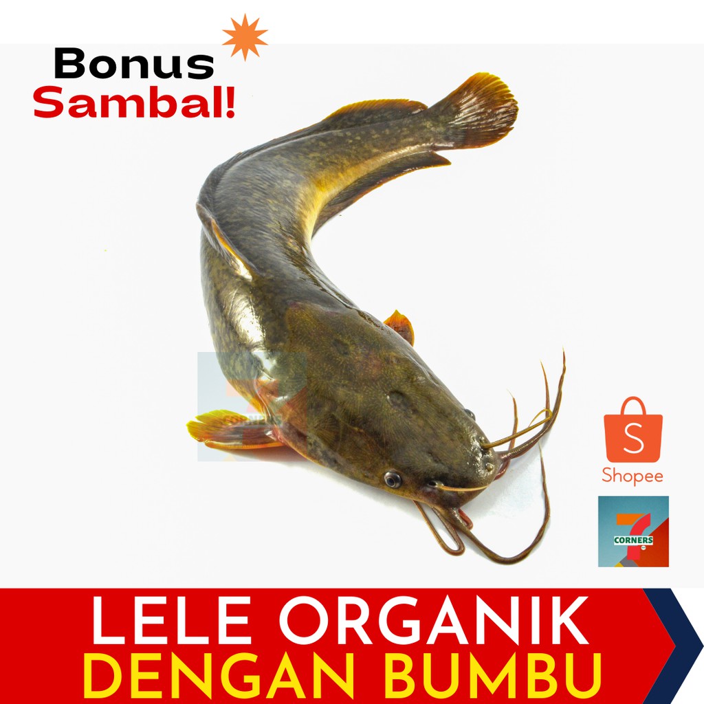 

Lele Organik Bumbu Kuning 500gr (BONUS SAMBAL)