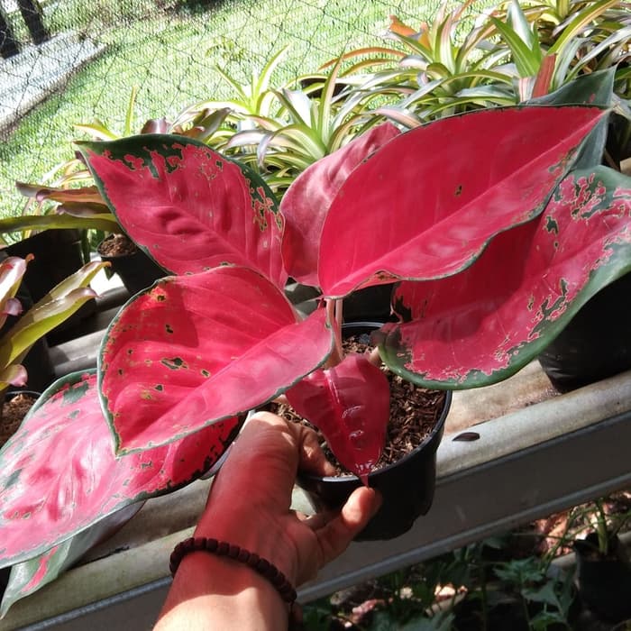 tanaman hias aglonema suksom jaipong _ aglonema red suksom