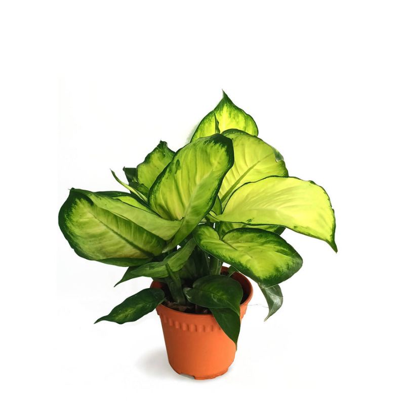 AGLONEMA Diven Harmoni Remaja