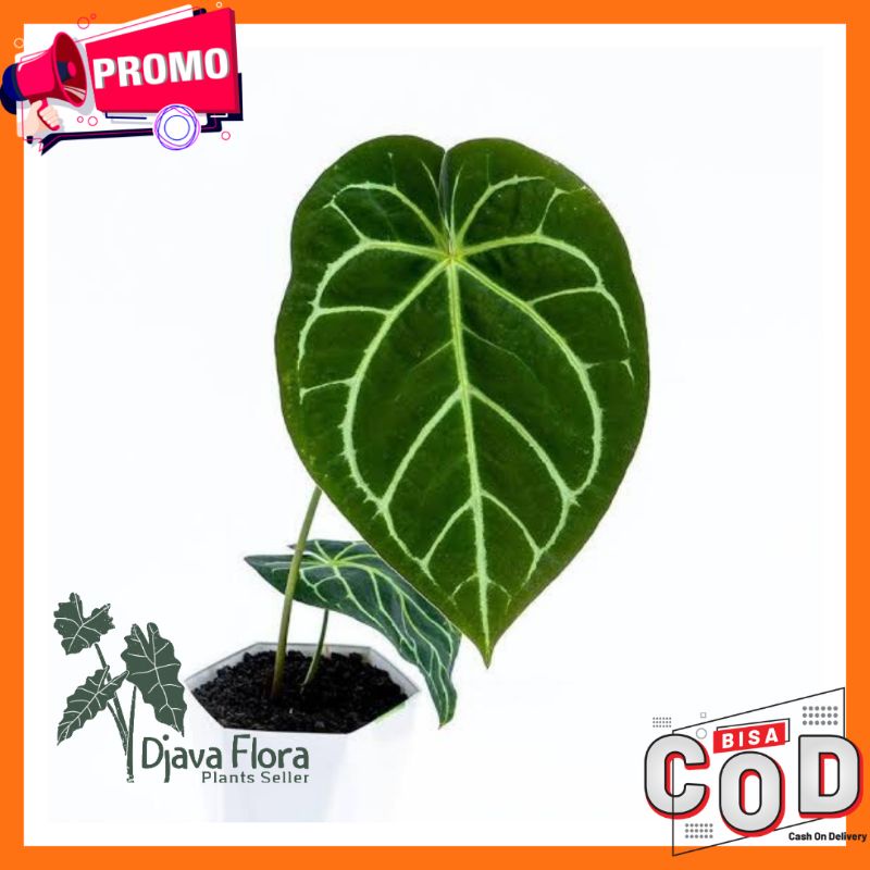 (BISA COD) TANAMAN HIAS ANTHURIUM KUPING GAJAH TANGKAI KOTAK/KUPING GAJAH NORTE