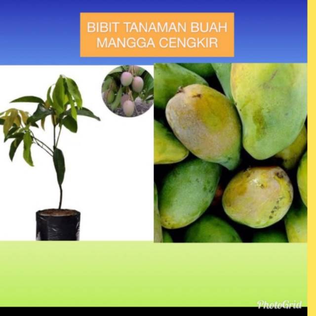 Bibit Mangga Cengkir / Mangga Indramayu