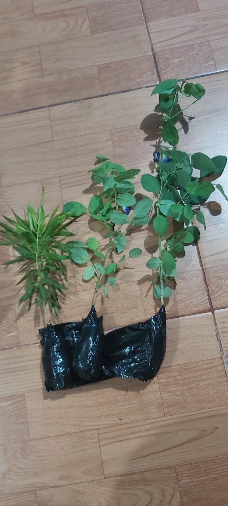 Bibit Tanaman Zodia / Pohon Zodia Anti Nyamuk