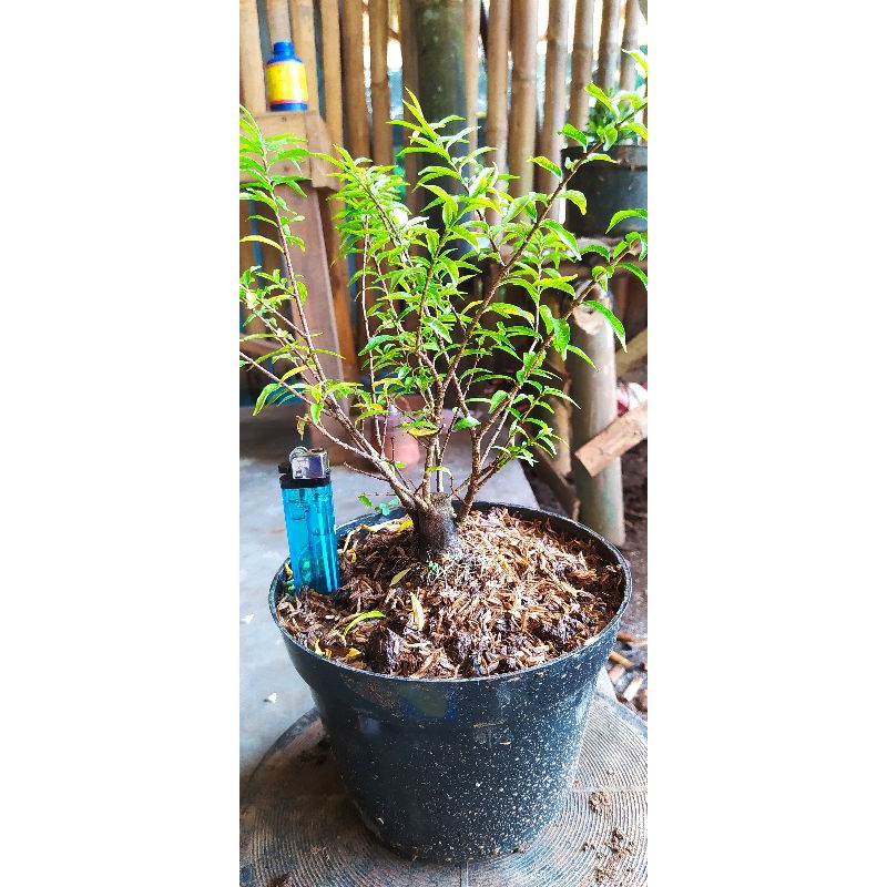 Bahan Bonsai Anting Putri Mikro Program Mame Shopee Indonesia