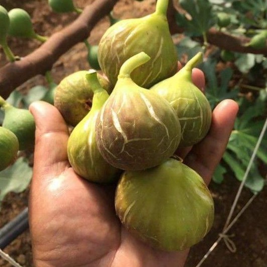 Bibit buah tin langka jenis Verdal | fresh cangkok bibit tin