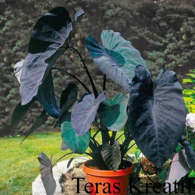 Tanaman Hias Caladium Black Hitam#Talas Hitam# Sente/hitam-sente hitam# Keladi Hitam