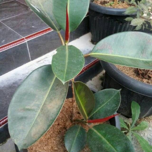 Pohon karet kebo/bibit pohon karet kebo