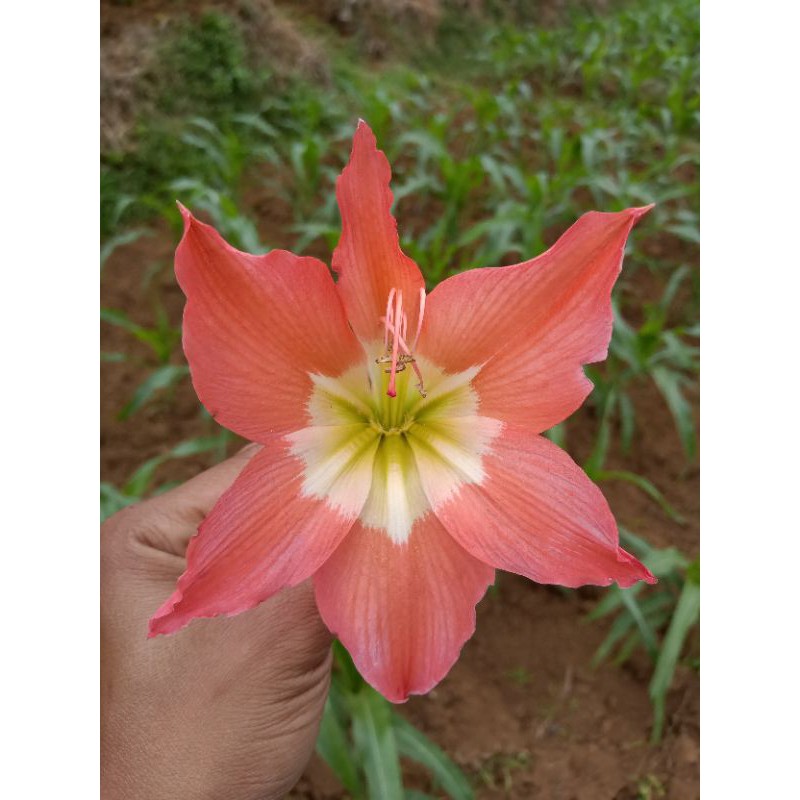 

bibit umbi amarilis orange ukuran s