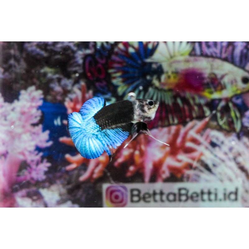 Cupang BBL Avatar Top grade