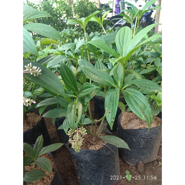 Tanaman Parijoto Indukan // Tanaman Herbal Parijoto // tanaman hias