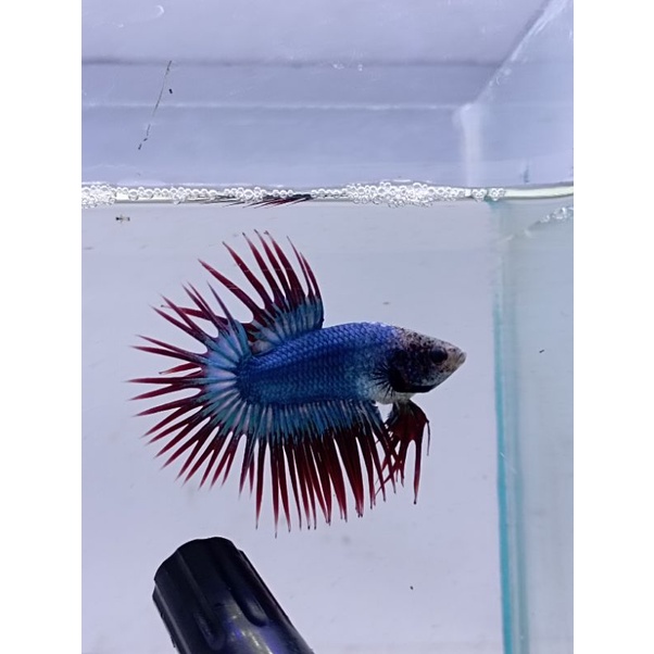 CUPANG CROWNTAIL MASKOT TOP GRADE