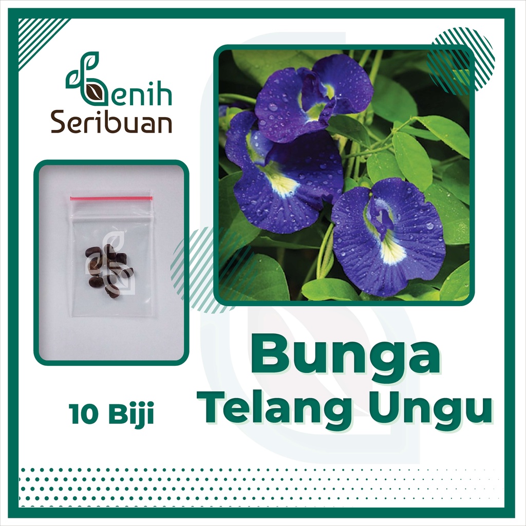 BS-BYL Bibit Bunga Benih Tanaman Bunga Hias Matahari Mawar Aster Vinca Krisan Telang Sunflower Krokot Lavender Marigold Zinnia-TELANG UNGU
