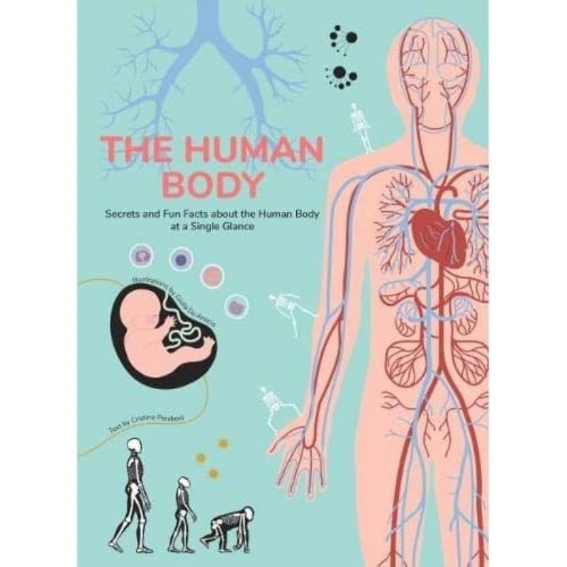 The Human Body