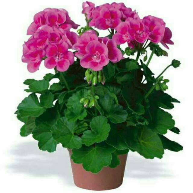 Tanaman Hias Geranium Pink