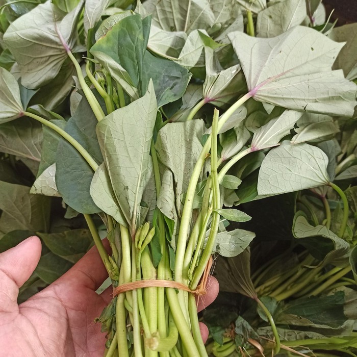 

PASAR ONLINE MURAH - DAUN UBI 1 IKAT