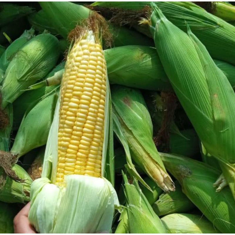 JAGUNG MANIS (EXOTIC)