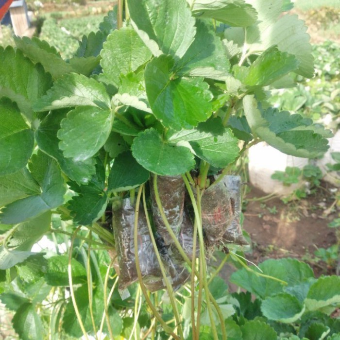 tanaman strawbery jumbo
