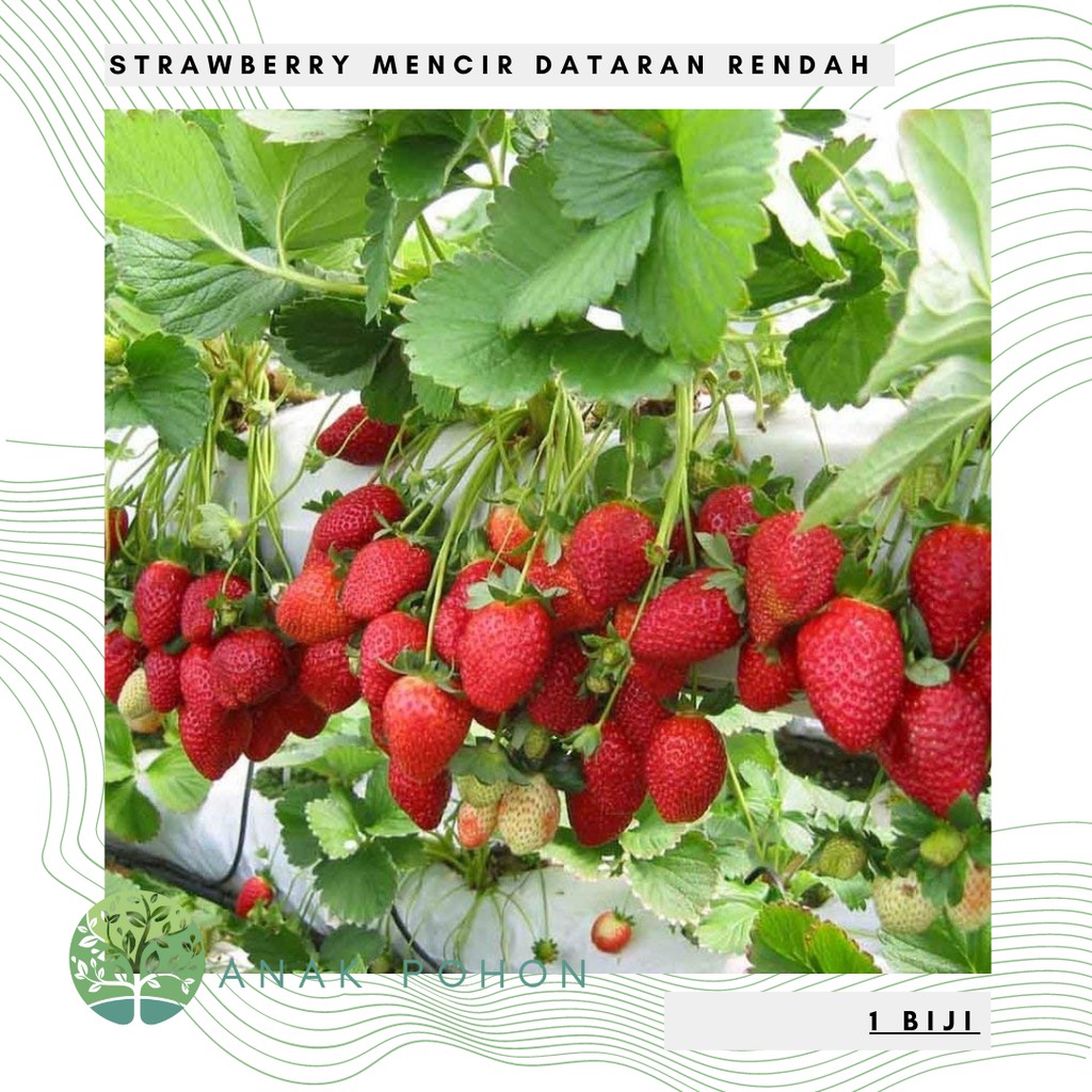 Benih Bibit Biji - Red Strawberry Merah Mencir - Cocok di Dataran Rendah Seeds