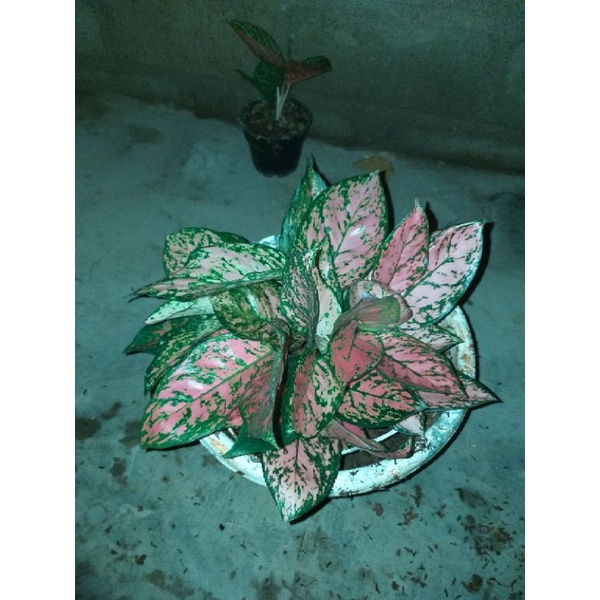 paket aglonema Lady Valentine 10 btg