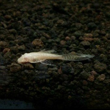 Ikan Brushmouth Slayer/ Algaeater / ikan aquascape