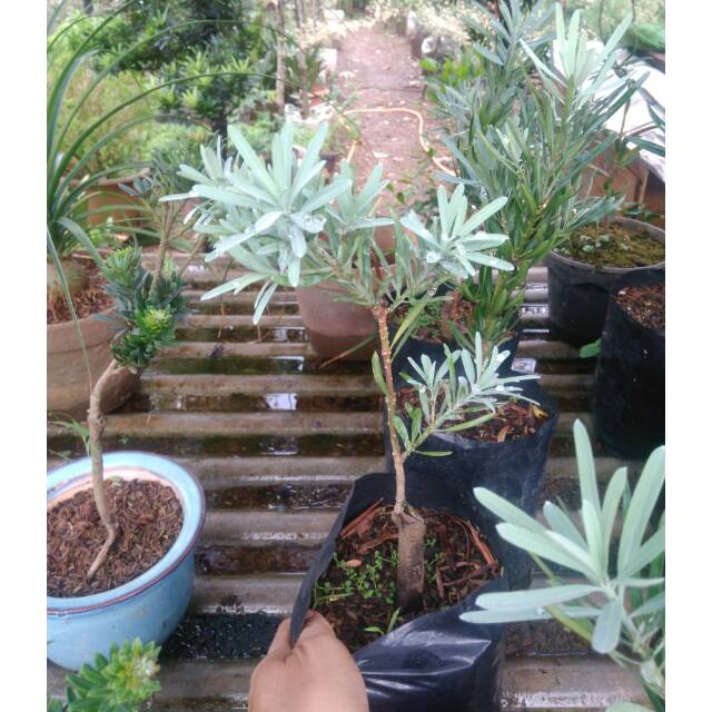 Bibit Lohansung Daun Silver Siap Tanam atau Silk Podocarpus