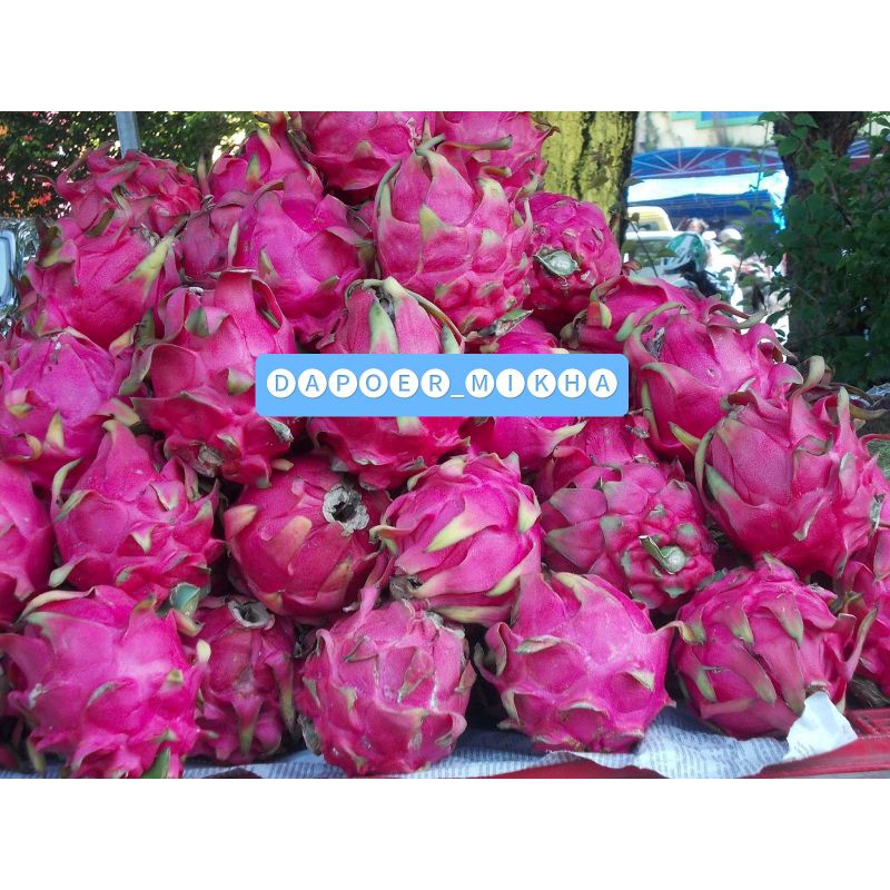 

Buah Naga Merah Fresh