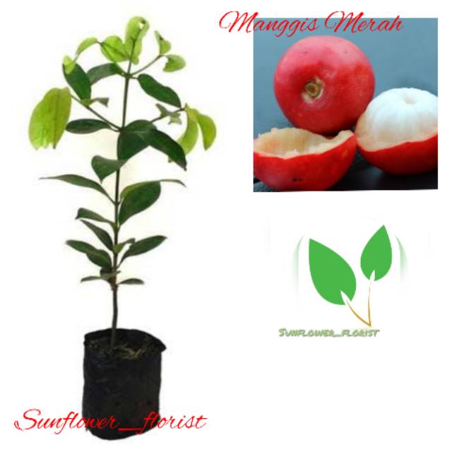 Bibit Buah Manggis Merah