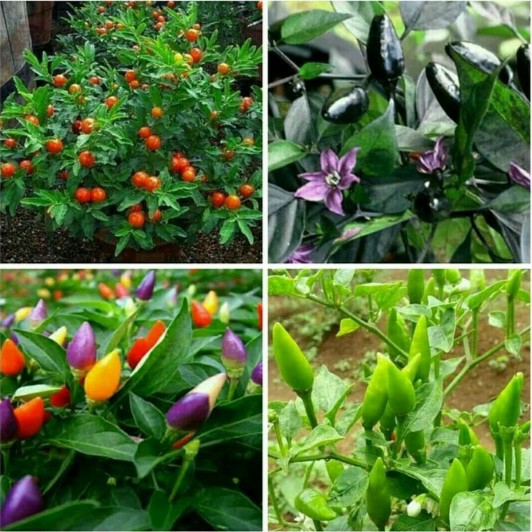 

1 Paket isi 4 Cabe pelangi, cabe hitam, cabe rawit, cabe crismil
