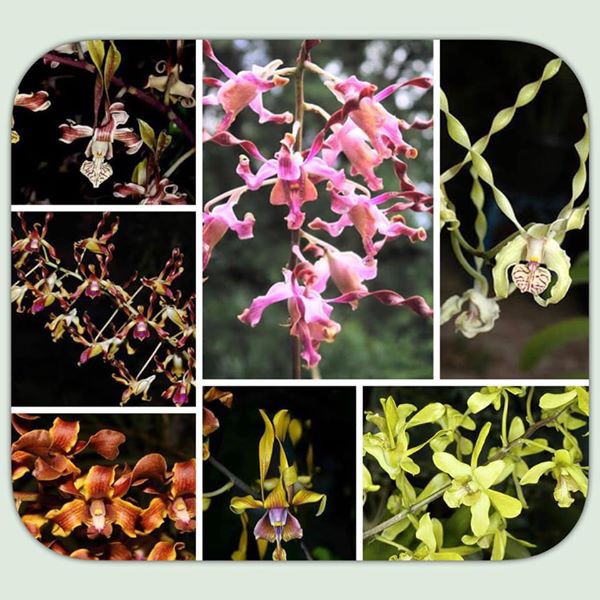 Anggrek Dendrobium Keriting Pra Remaja Melintir dendro BERGARANSI