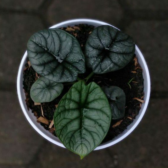 Alocasia Dragon moon / Melo Silver Hybrid Real Foto Kak