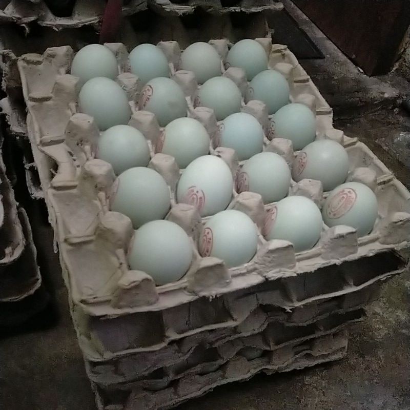 

Telur asin masir
