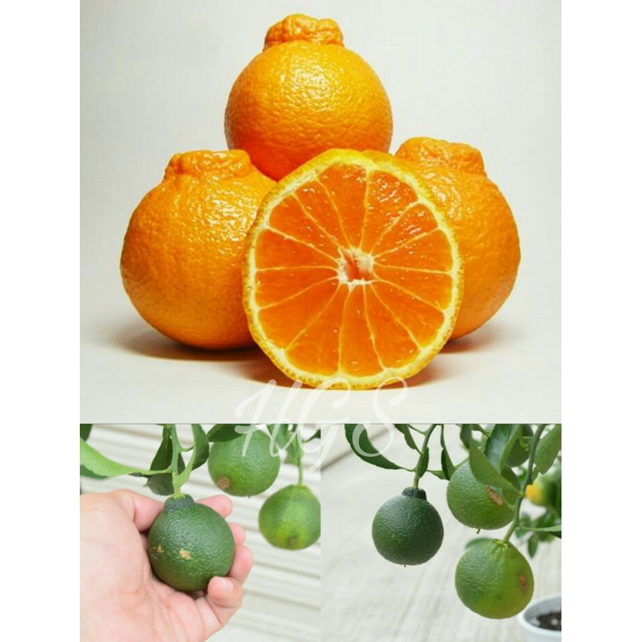 Obral bibit tanaman buah jeruk dekopon