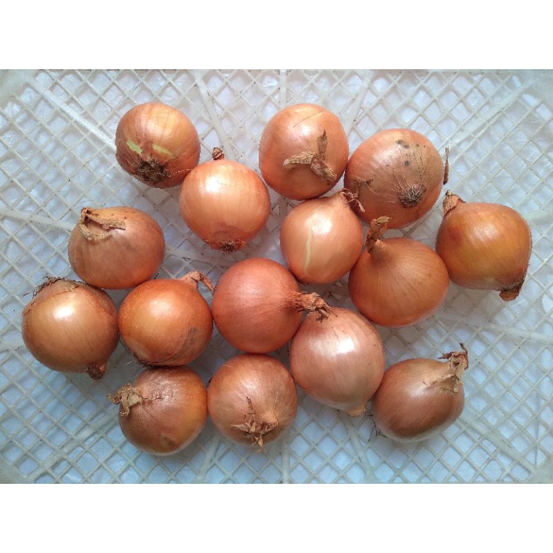 

Bawang Bombay 500 Gram