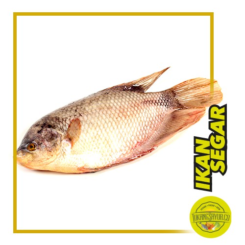 

Ikan Gurame - 500 gr