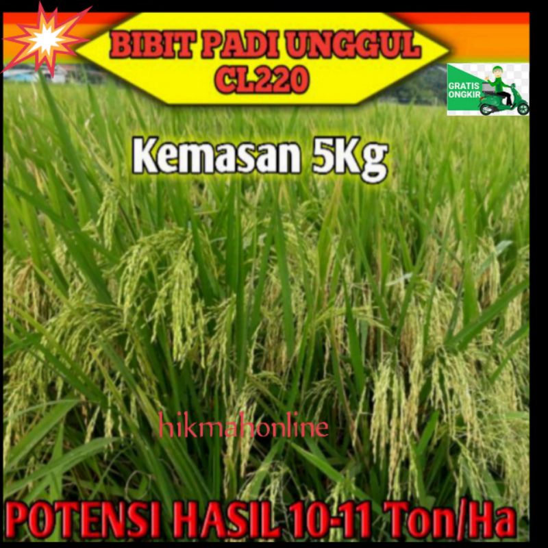 

benih padi unggul cl220.kemasan,5kg