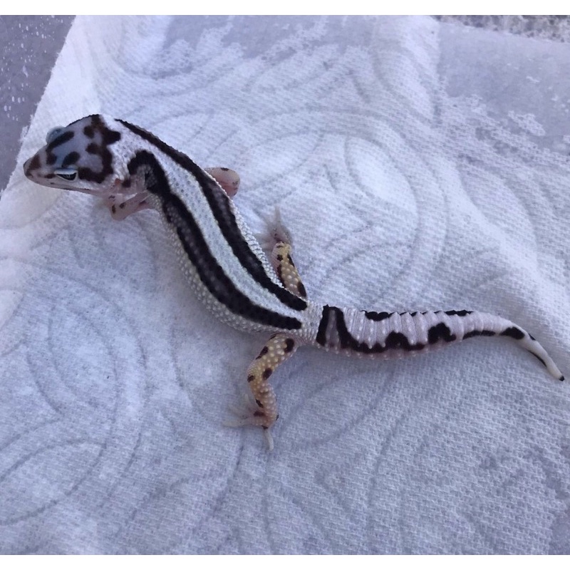 TERMURAH MAINAN ANAK GECKO LEOPARD(DATA LENGKAP) + BONUS KALSIUM