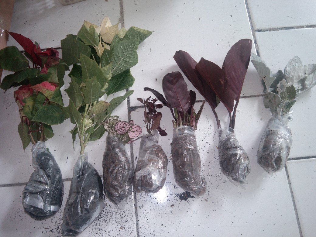 Tanaman Calathea Silver